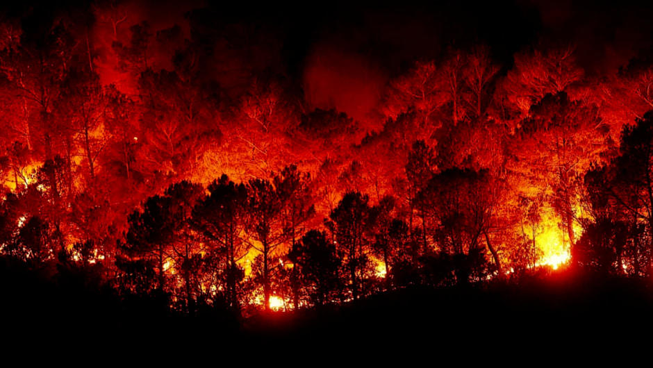 forest fire 