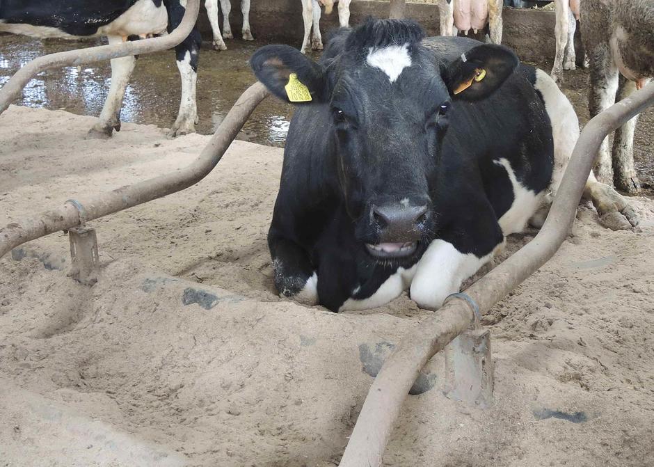 cow laying down on the sawdust 