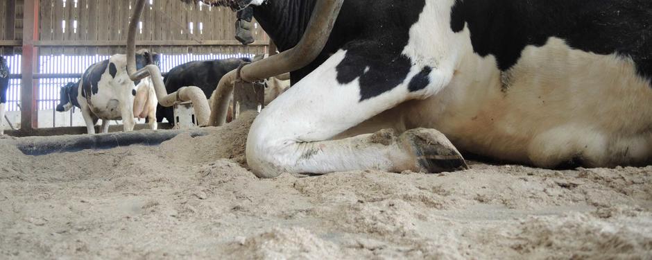 cow laying down 