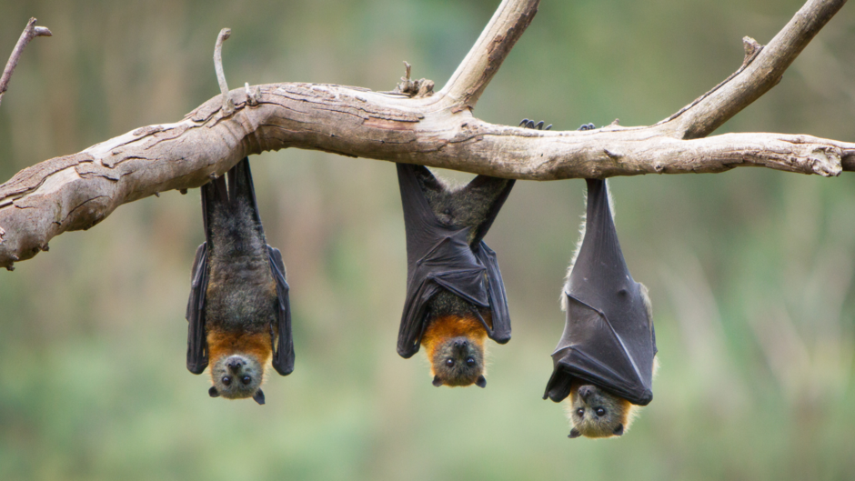 Bat's hanging on a tree