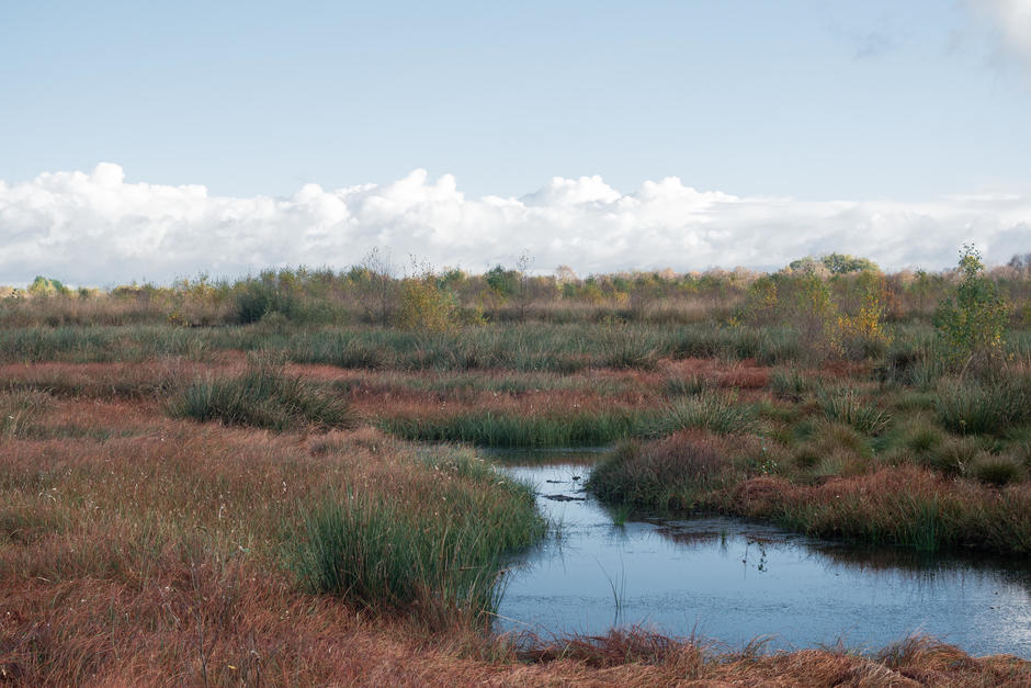 Little Woolden Moss