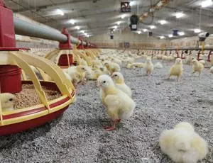 Chicks in large building