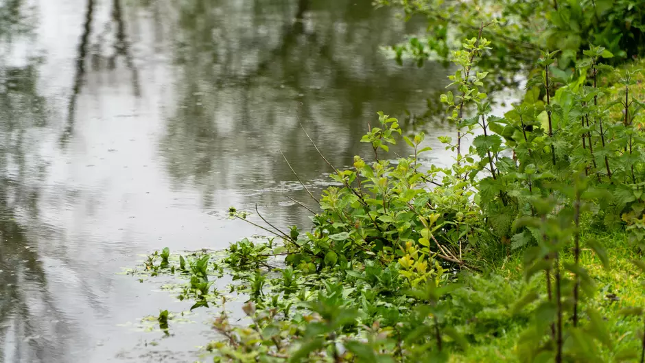 lakeside greenery