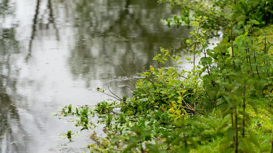 lakeside greenery