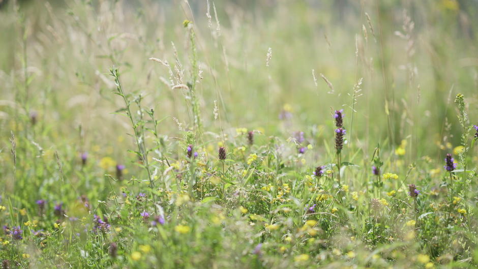 Photo of a wildflower meadow