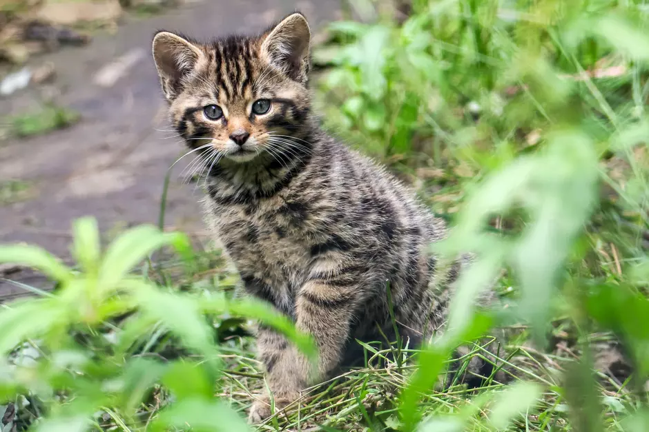 wildcat kitten