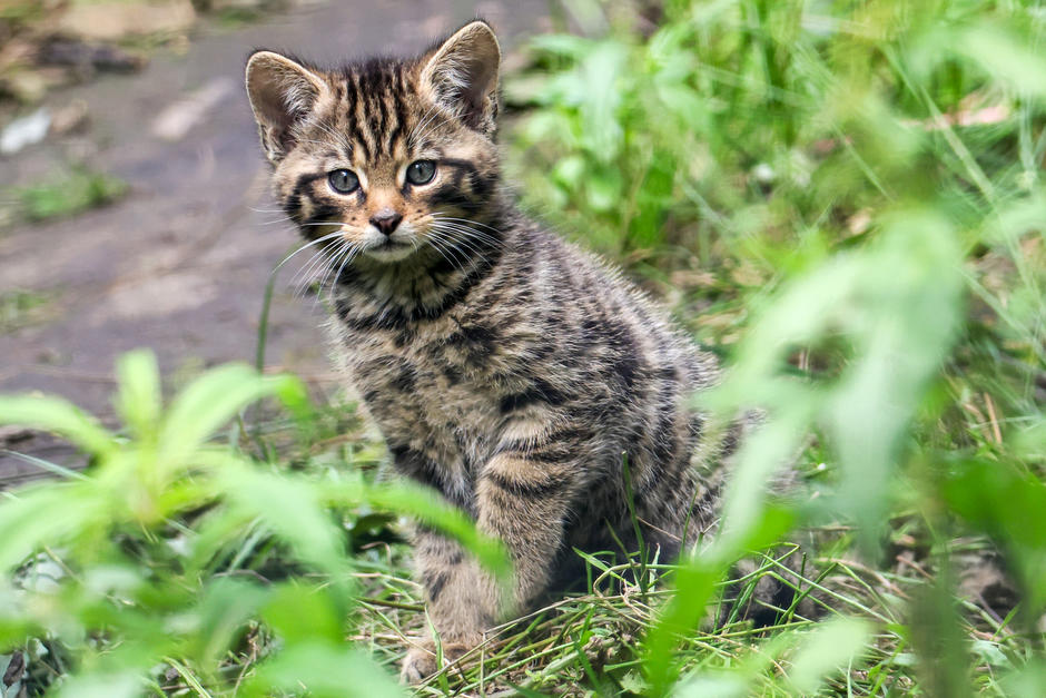 wildcat kitten