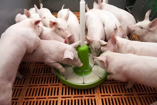 liquid pig animal feed