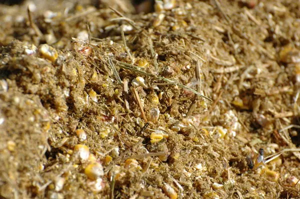 moist animal feed sample