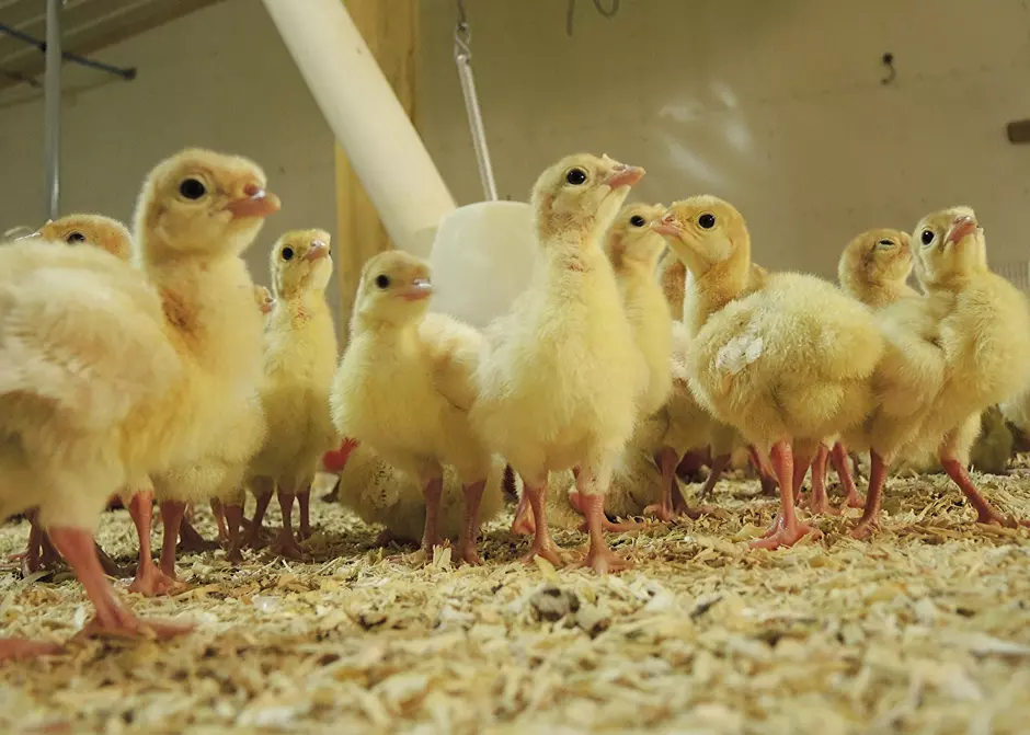 turkey poultry on safemix bedding