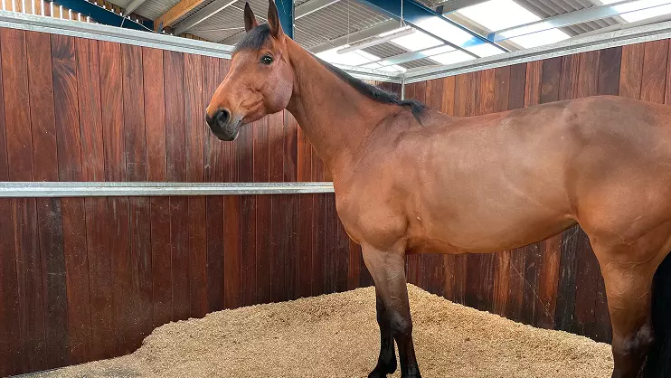 Equestrian bedding 