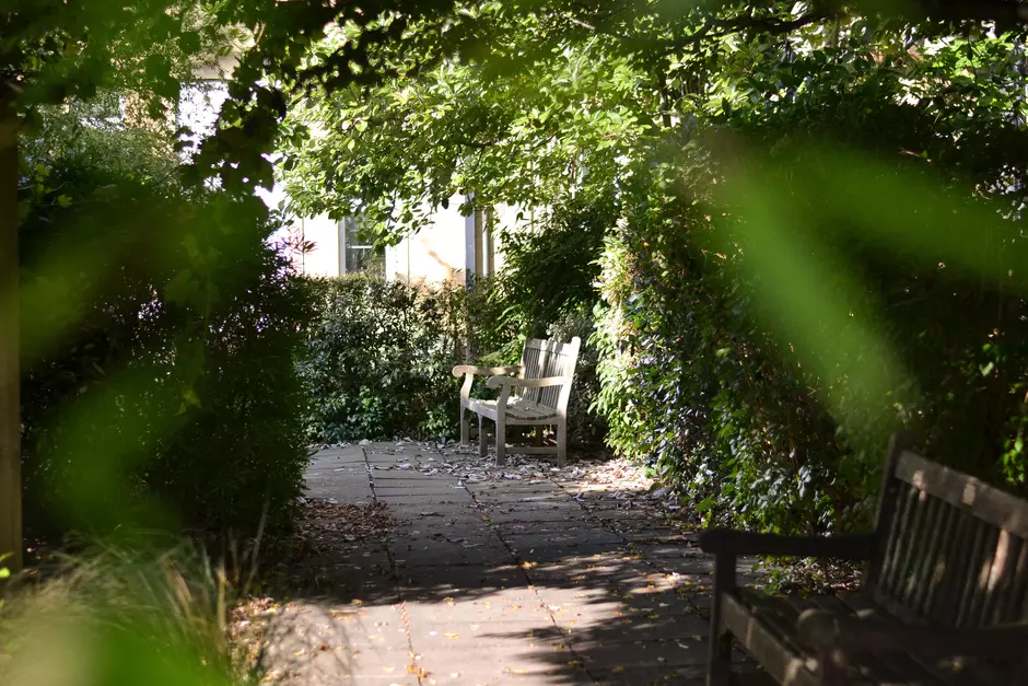 A photo taken through the leaves of a tree revealing a garden with an empty bench in the distance.