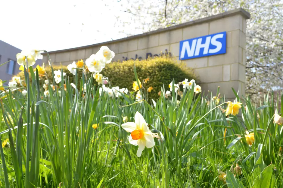 Daffodils and green shoots pop up in front of a stone wall with the NHS logo on.