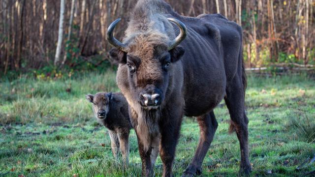 bison and bison calf in field